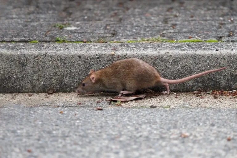 Norway rat walking along a concrete sidewalk