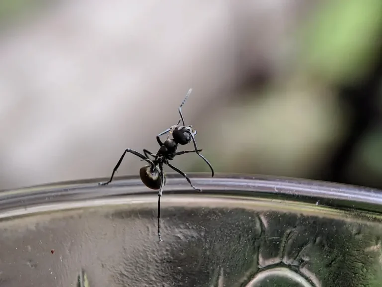 Odorous house ant crawling on the edge of a glass surface indoors.