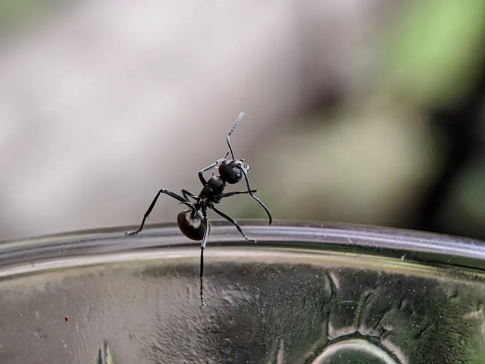 Odorous house ant crawling on the edge of a glass surface indoors.