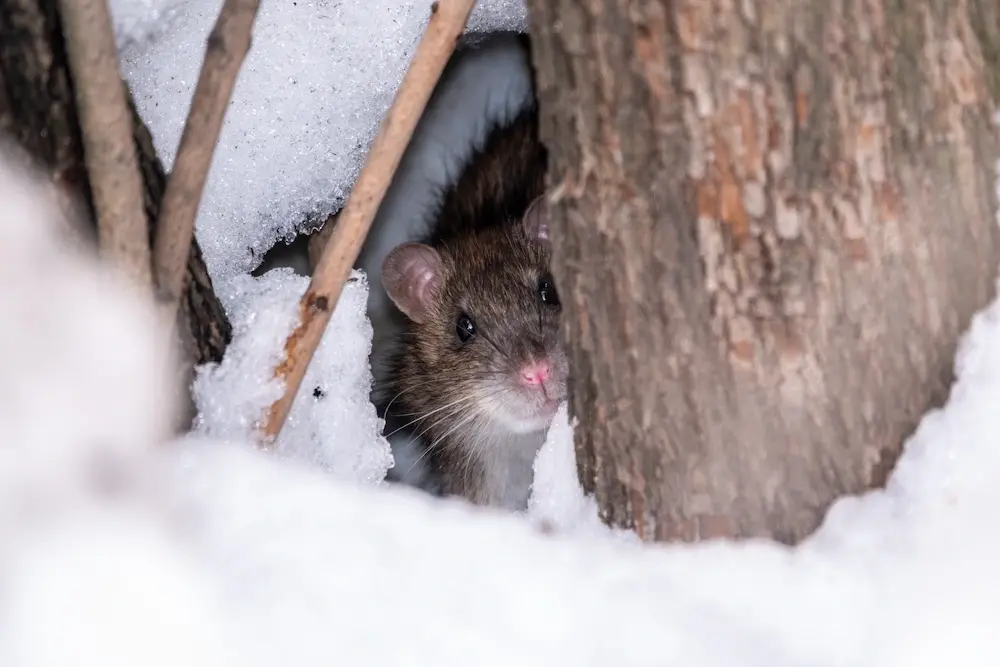 Rat hiding near a tree in winter, showing where pests go in the winter.