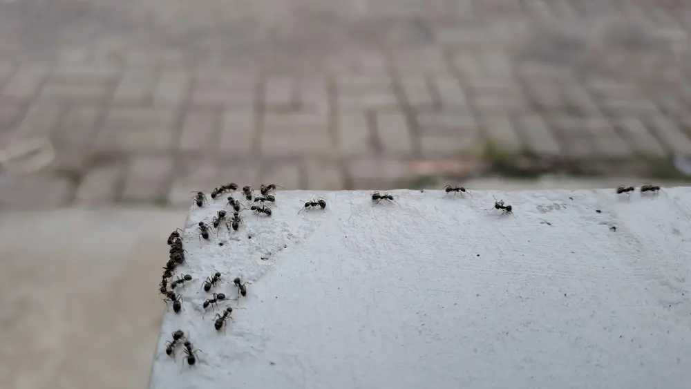 Ants crawling along the edge of concrete in landscaped areas