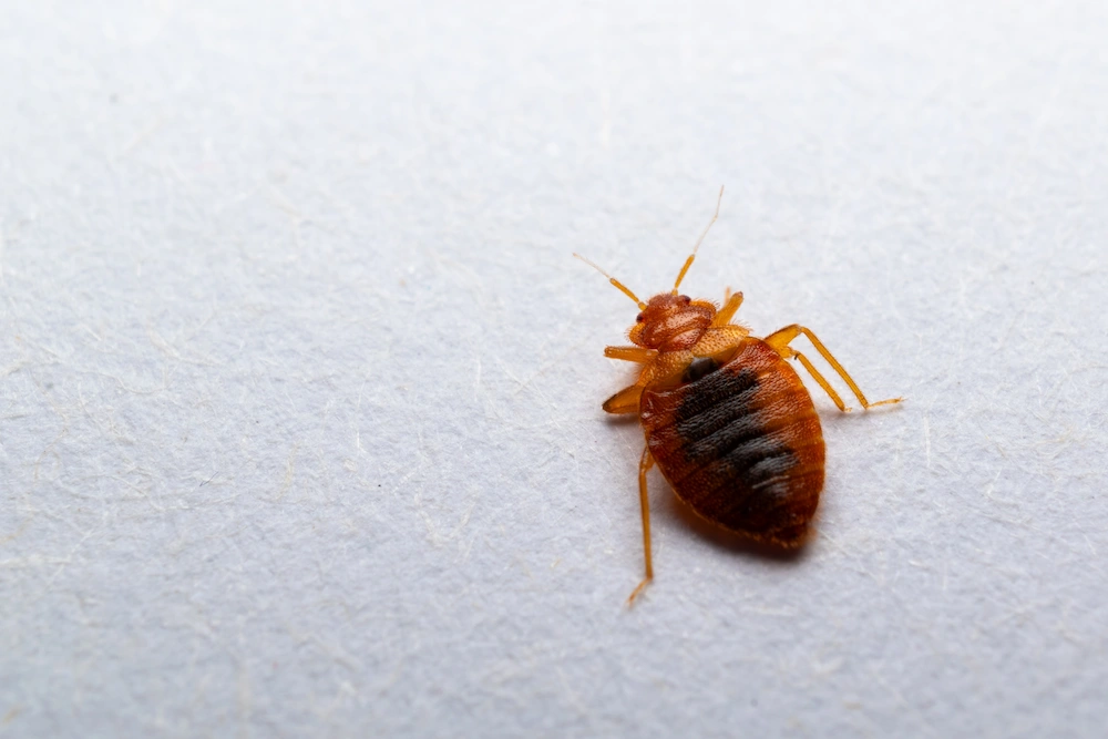 Close-up of a bed bug on fabric surface