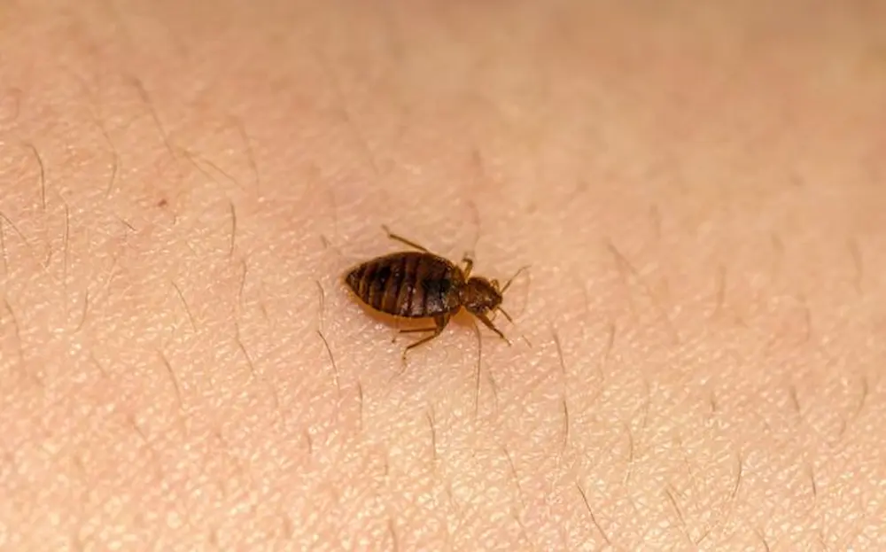 Close-up of a bed bug crawling on human skin, showing its oval brown body and segmented abdomen.