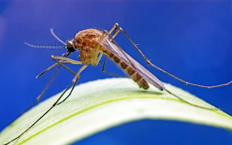 Close-up of a mosquito resting on a leaf, highlighting the need to prevent mosquitoes this fall.