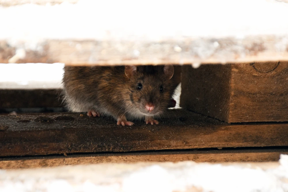 Rodent hiding under a wooden structure near a home