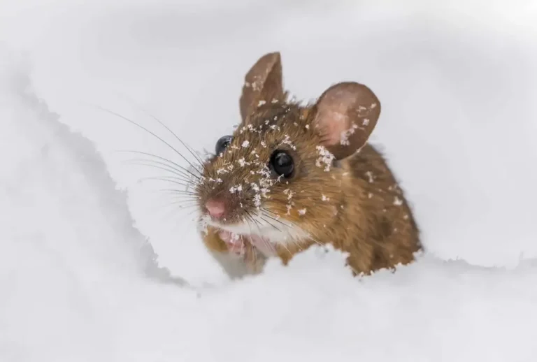 Small rodent peeking out of snow, showing rodent activity in winter.