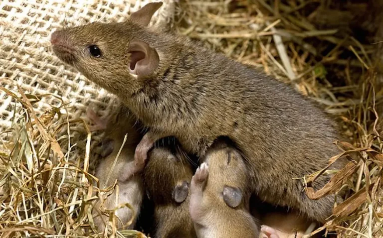 Mouse nesting with young in bedding material, showing a rodent infestation.