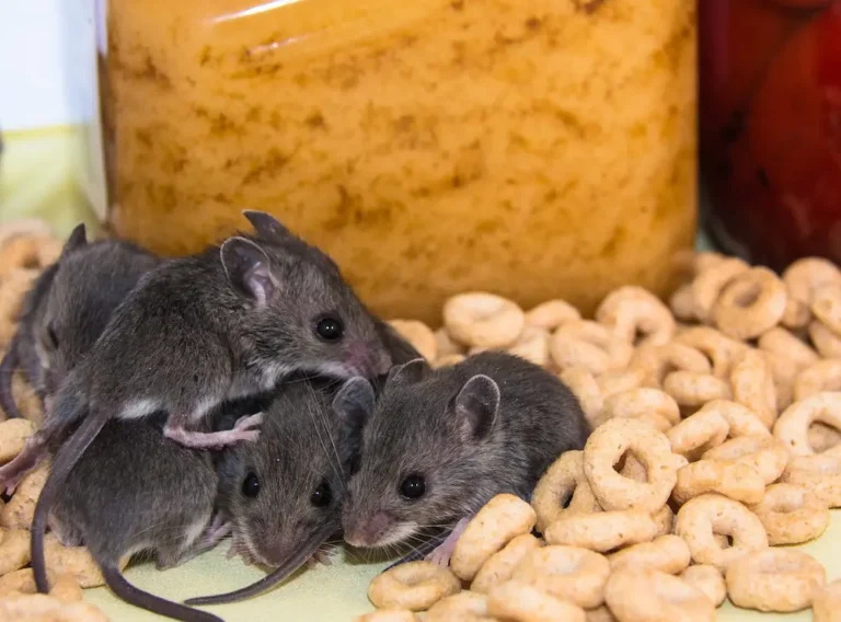 Mice gathered around stored food, showing a rodent infestation.