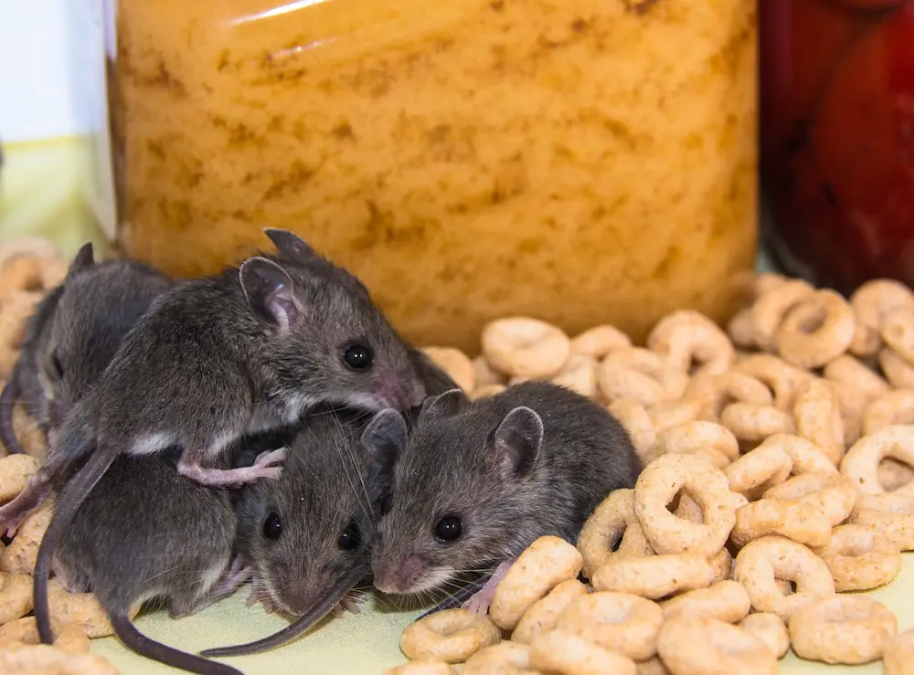 Mice gathered around stored food, showing a rodent infestation.