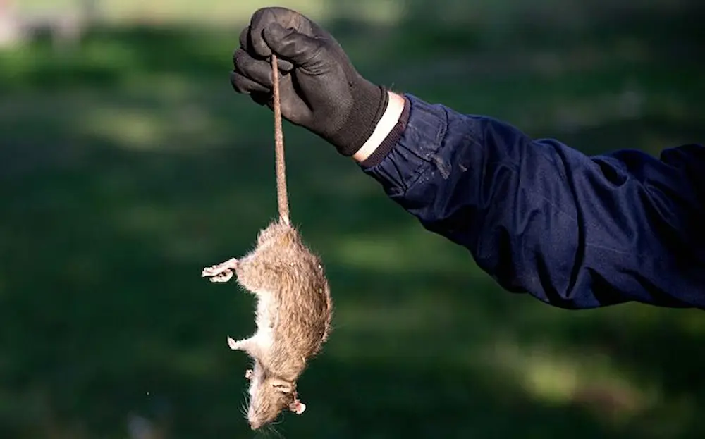Pest technician holding a rodent during an inspection