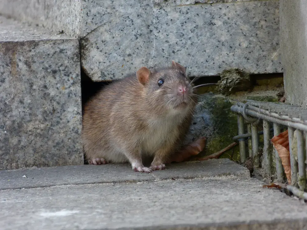 Rat emerging from a small opening near a home’s foundation, showing how rodents get inside houses.
