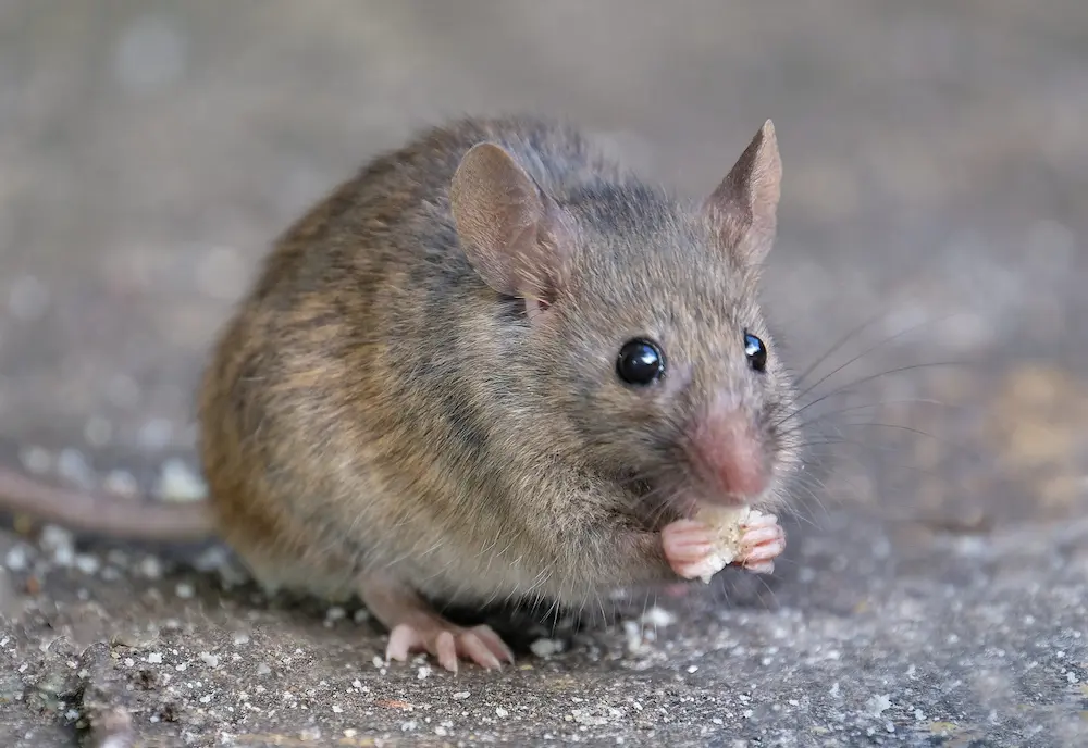 Mouse holding food outdoors, highlighting rodent activity that increases around homes during the fall season.