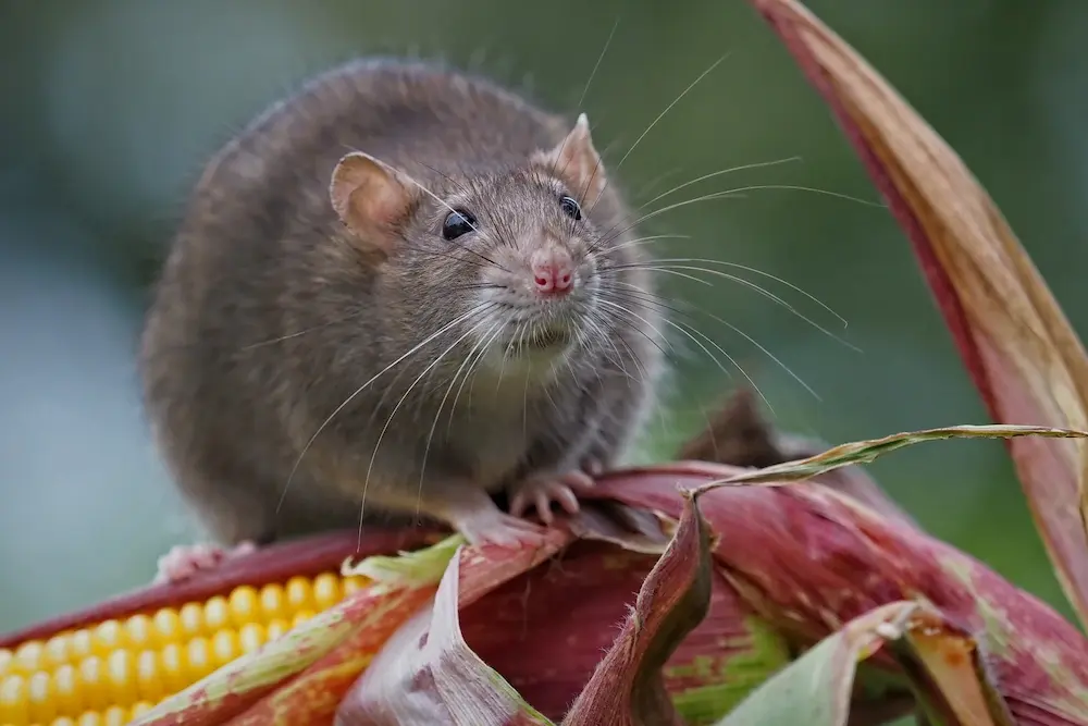 Rat sitting on a corn husk outdoors, showing how rodents search for food sources in fall.