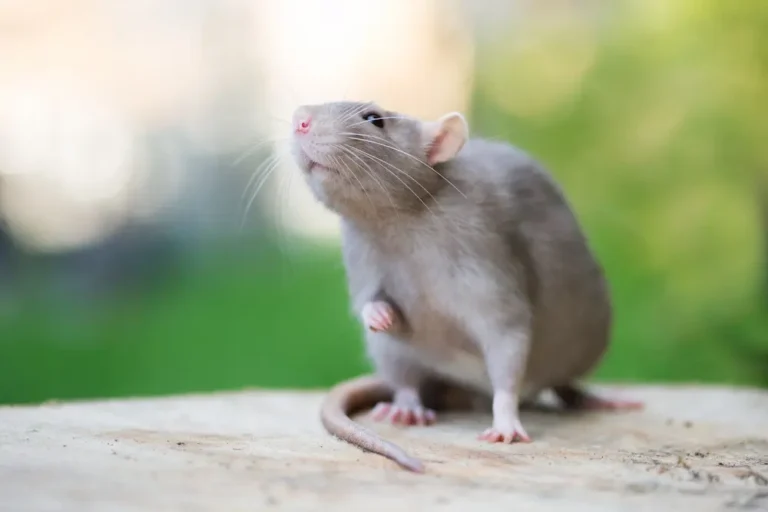 Rat standing on a surface, showing how rodents enter homes through small openings.