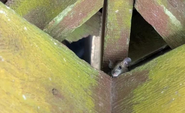 Roof rat peeking out from gaps in a roof structure