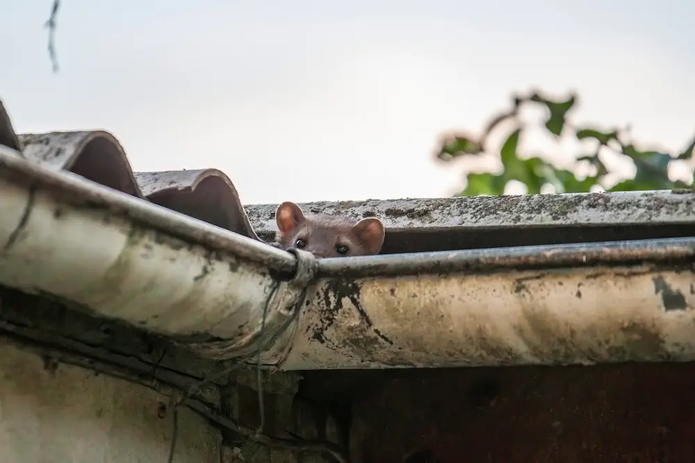 Roof rat peeking out from a roof gutter near a home