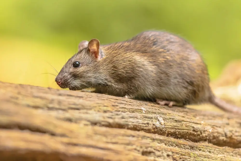 Rat on a wooden surface used to compare roof rats vs Norway rats