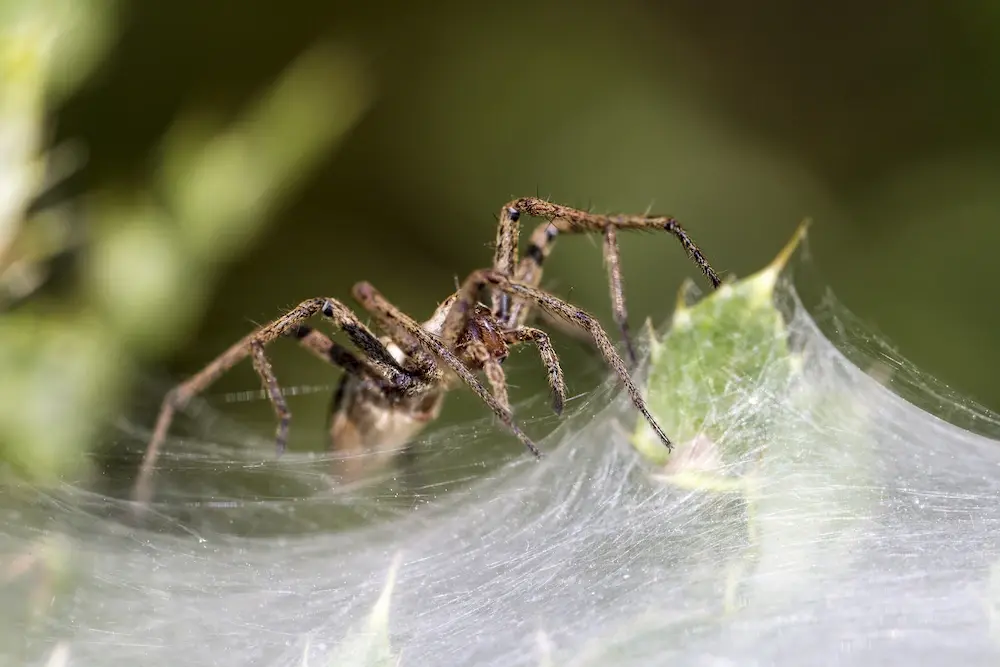 Spider resting on a web during mating season, commonly seen around homes in late summer and fall.