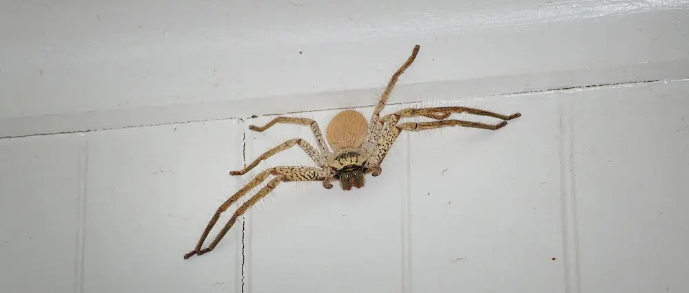 Spider resting on an indoor wall surface
