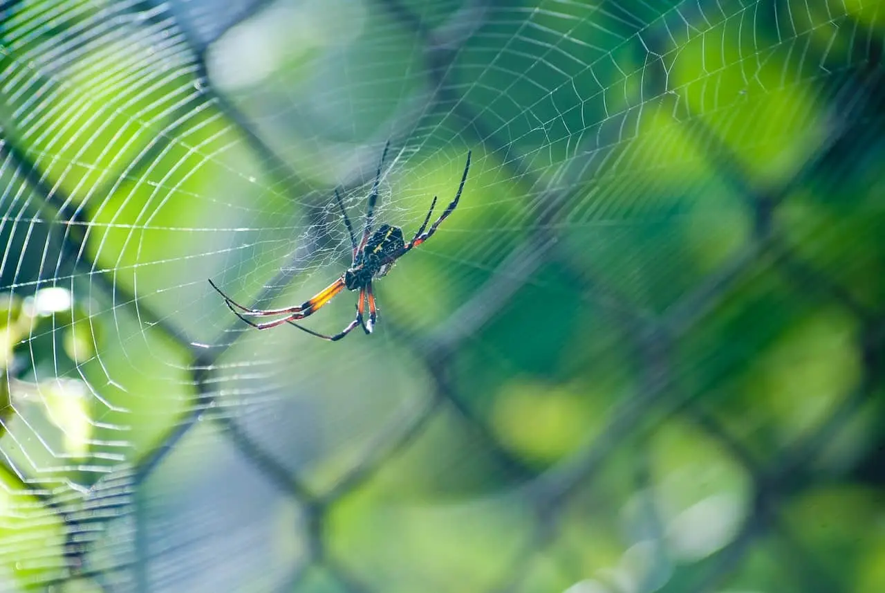 Spider sitting on a web outdoors