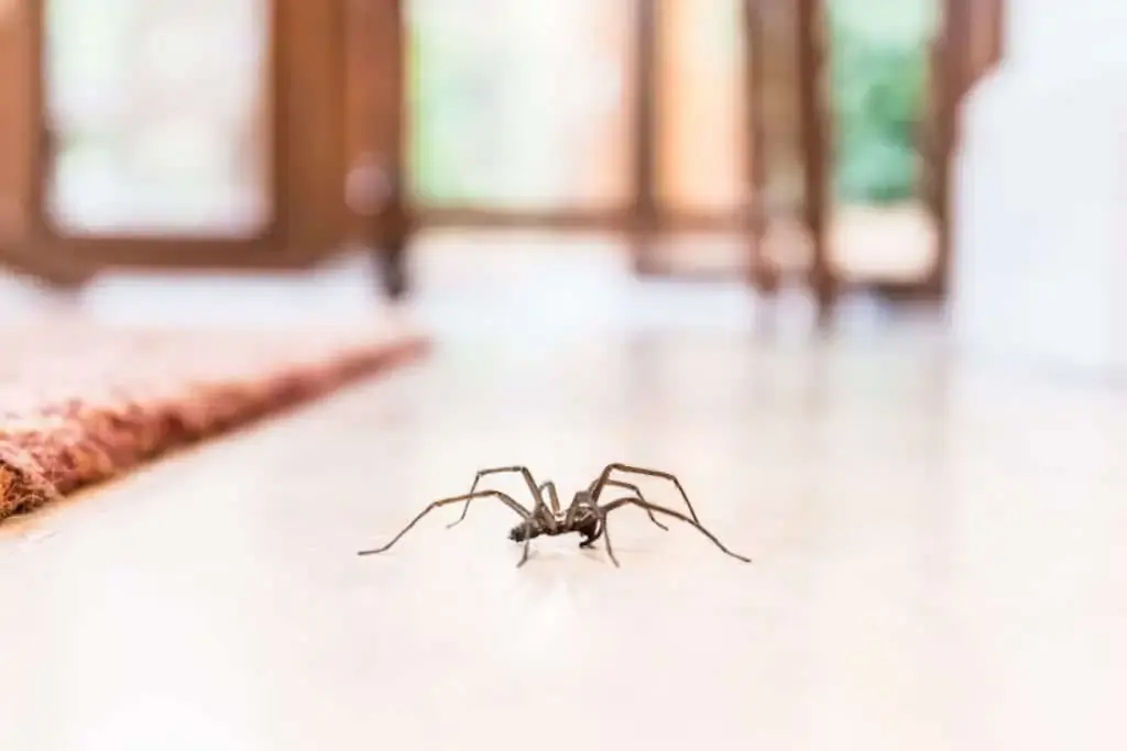 Spider crawling across an indoor floor inside a home.