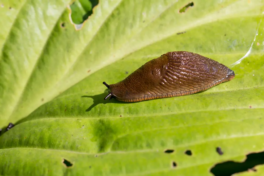 Slug crawling on a green leaf, showing common spring pests in gardens.