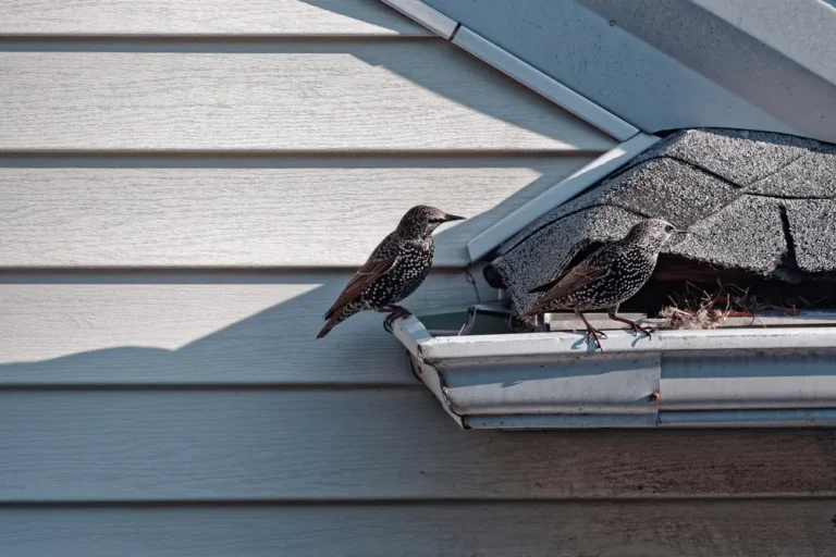 Two starlings perched on a roof gutter near the eaves of a house, close to a nesting area.