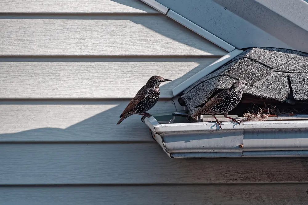 Two starlings perched on a roof gutter near the eaves of a house, close to a nesting area.