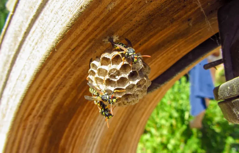 Wasps building a nest under a wooden structure, showing the risk of wasps while working outdoors.