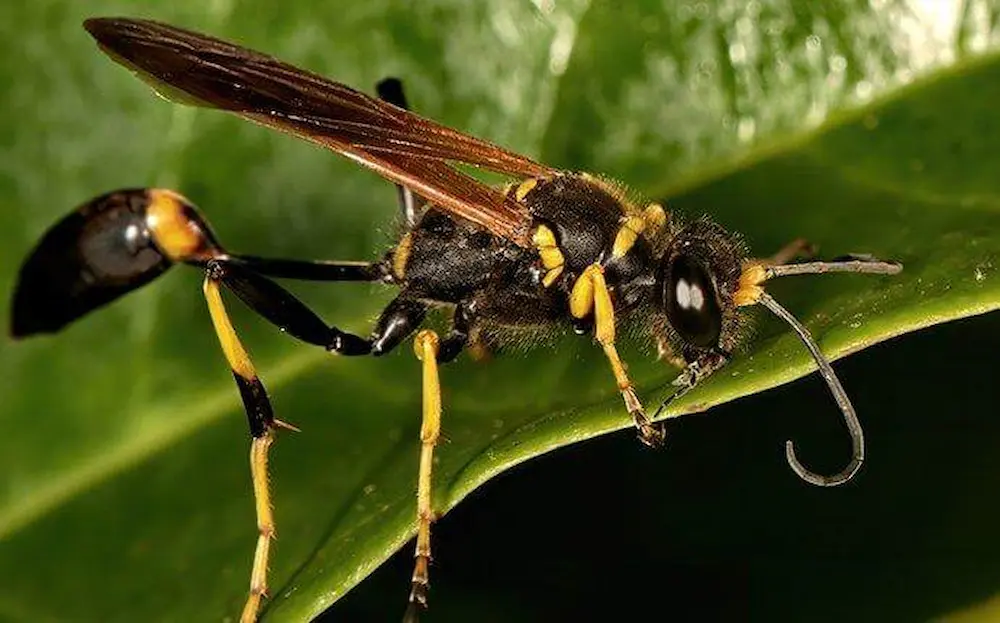 Close-up of a stinging insect (wasp) resting on a green leaf, highlighting its yellow and black markings.