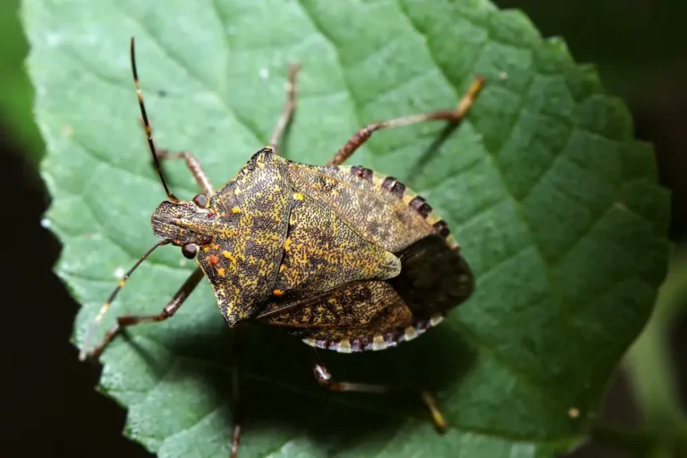 Stink bug resting on a green leaf