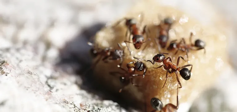 Sugar ants feeding on sweet food residue on a surface