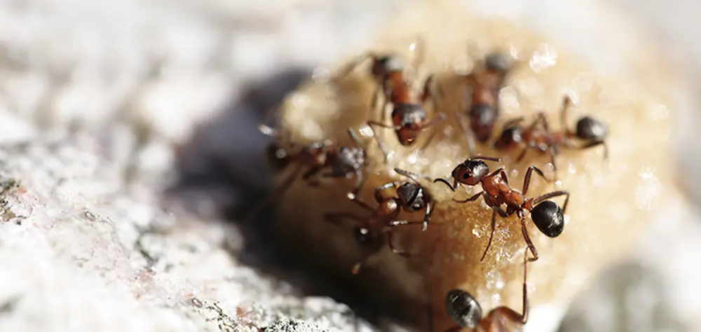 Sugar ants feeding on sweet food residue on a surface