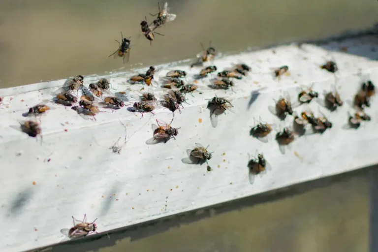 summer-pests-flies-on-window