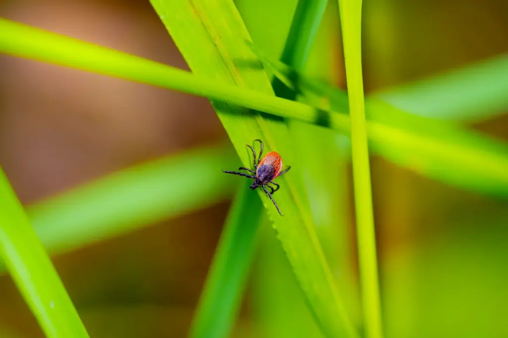 Tick on green grass, showing summer pests in the Pacific Northwest.