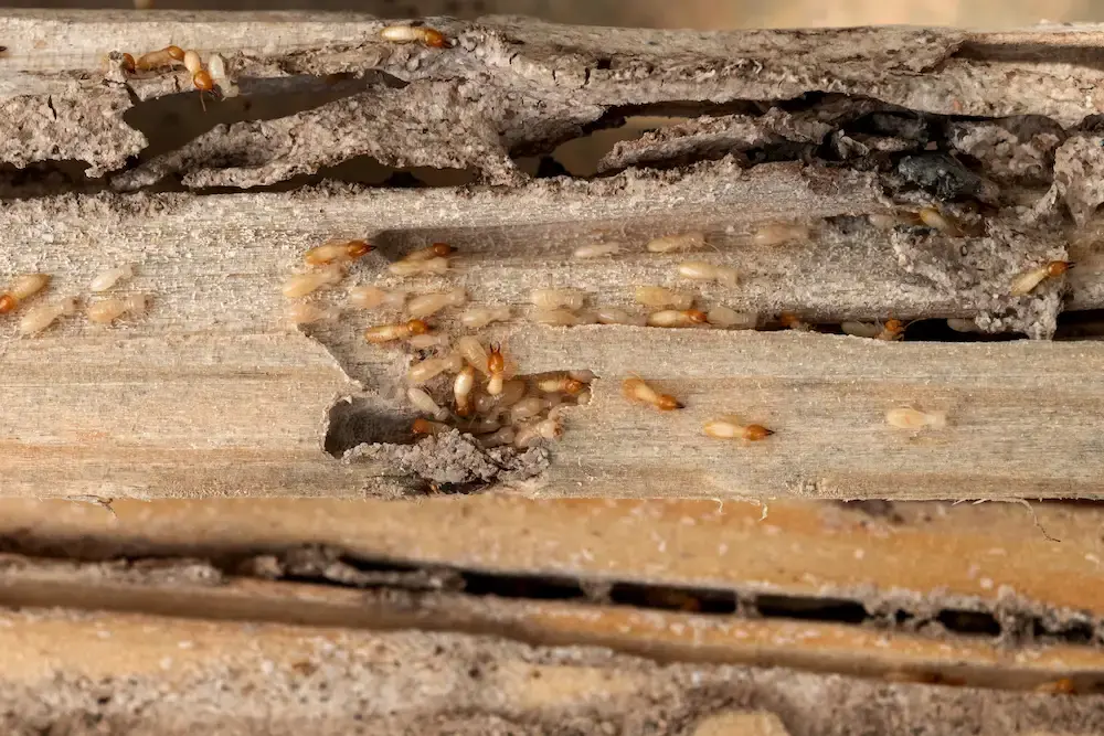 Swarming termites inside damaged wooden structure.