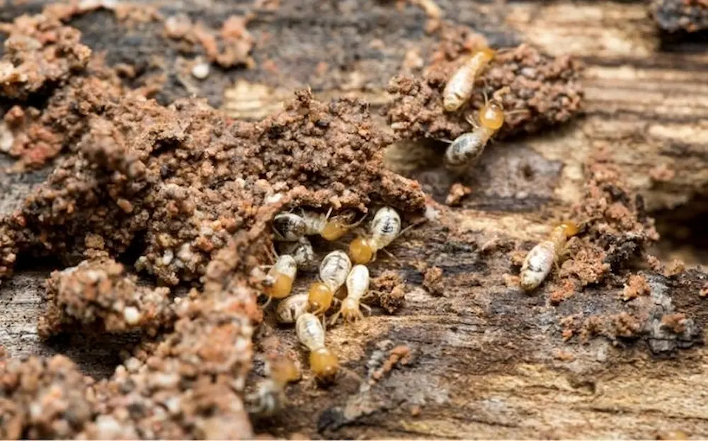 Termites actively feeding inside damaged wood.