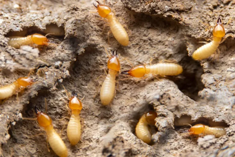 Close-up of termites crawling in soil and mud tunnels