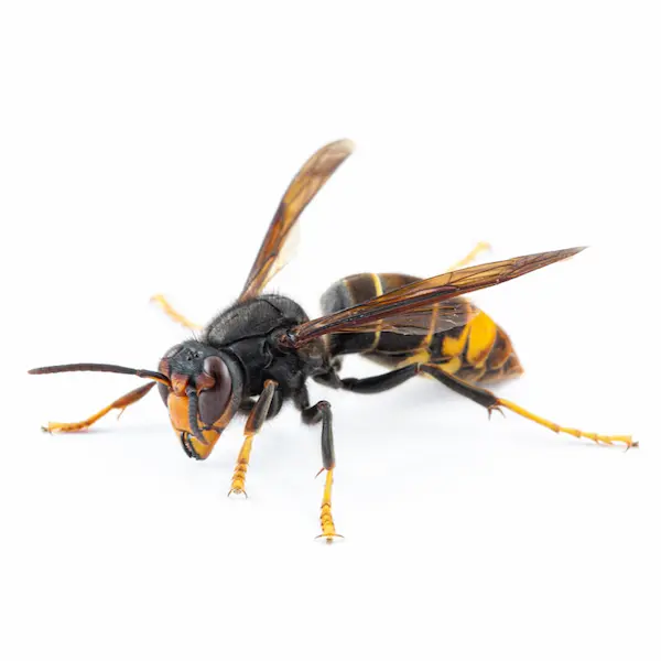 wasps