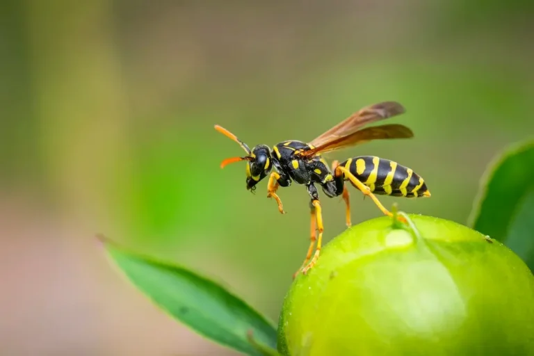 Wasp resting on green fruit during spring and summer.