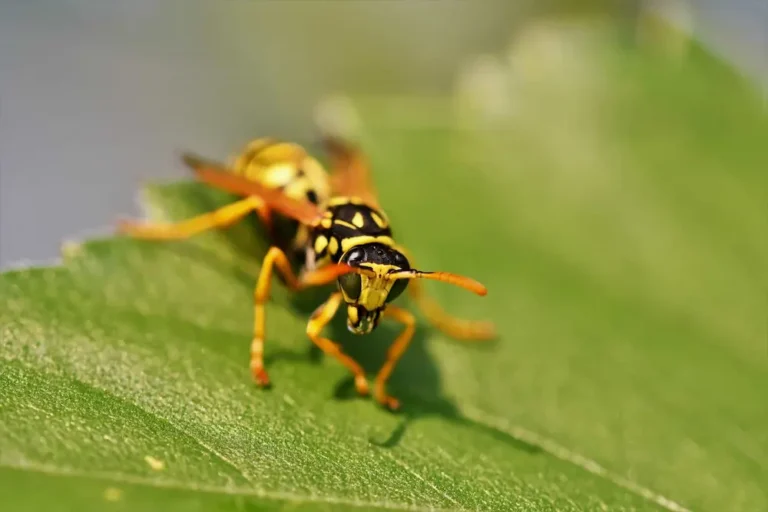 Wasp resting on a green leaf, representing wasps and yellowjackets outdoors.