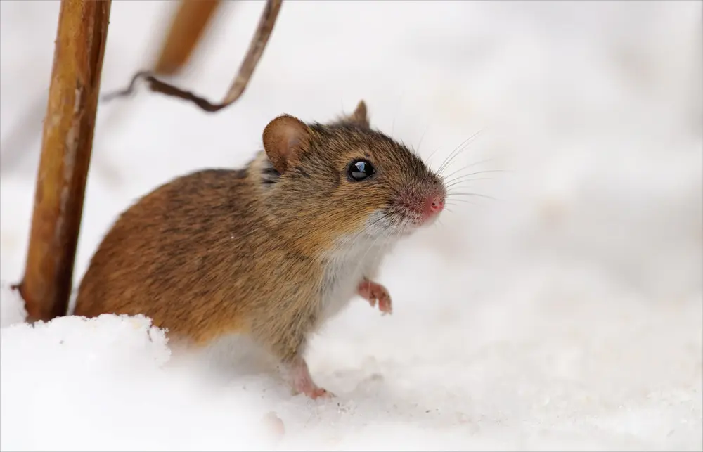 Small rodent standing in the snow during winter, highlighting a winter checklist for rodents.
