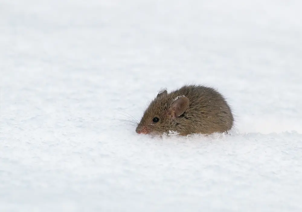 Mouse outdoors in snowy conditions during winter